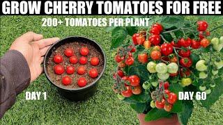 How To Grow Tomatoes  Cherry Tomatoes