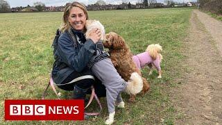 Would regulating the dog-walking industry make it safer?