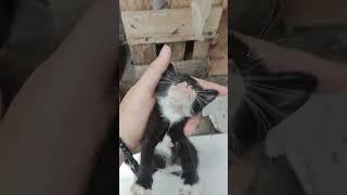 perkembangan bayi kucing #kucing #indonesia #cat #kucinglucu #bayikucing #kucingimut #meow #funny