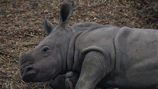 Baby Rhino Gets Woken Suddenly