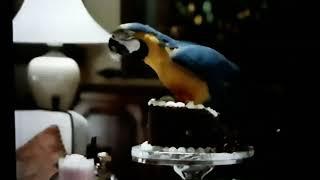 The Real Macaw 2000 Chocolate Cake Scenes