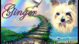 R.I.P. Ginger - Memories of her Life & Story