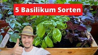 5 Basilikum Sorten für Balkon & Garten  Die solltest du unbedingt anpflanzen Meine Empfehlungen