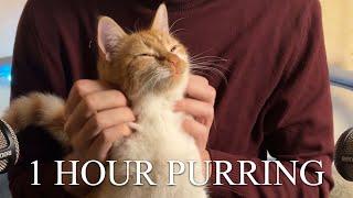 1 Hour  ASMR  Cats Purring for Relaxation and Deep Sleep