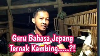 Guru Bahasa Jepang Ternak Kambing...?#liklikfarm#ternakkambing #gurubahasajepang