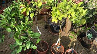 Citrus Spring updates 4 more Navel orange plants moved out of the summerhouse