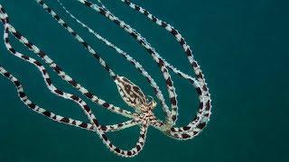 Mimic Octopus Master of Disguise