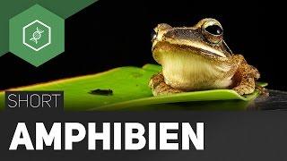 Amphibien