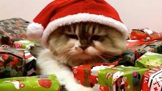 FUNNIEST Holiday Pets   Best Christmas Cats & Dogs 2023