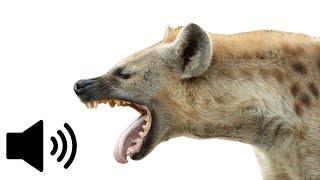 What does a Hyena sound like? African Wild Dog - Animal Sounds