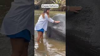 Expectations Vs Reality of bathing an elephant #animallover #bathingelephants #srilanka #travel