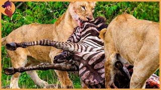 15 Brutale Löwenjagd-Momente