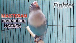 the voice of masteran lovebird fishing lb cuckoo long