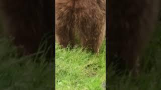 Sexy fat bear farts