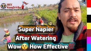 Napier Grass After Watering Wow How Effective #Hey_kangleicha #farmers #manipur