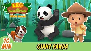 Giant Panda  Full Episode  Leo the Wildlife Ranger  Kids