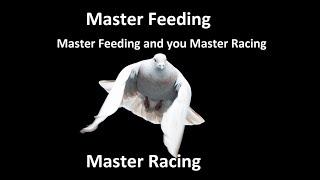 Master Feeding and you Master Racing Pigeons