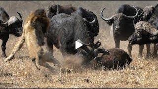 Buffalo vs Lions And Crocodile - Amazing 500 Buffalo Chase 6 Lions and Crocodile To Rescue Their Cal