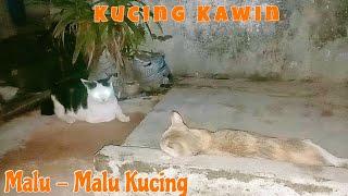 Proses Kucing Kawin Sampai Berhasil....    #kucinglincah #cat #fypシ #viral #kawin #kucing