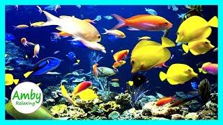  Stunning Aquarium & The Best Relaxing Music -  SLEEP MUSIC - HD 1080P