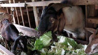 Menu sarapan pagi Kambing hari ini Sayur-sayuran segar