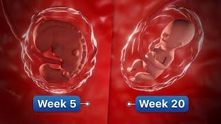 9 Months In The Womb  Pregnancy Week-By-Week