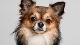 Types of Chihuahuas Full Length Detailed 2020 Version