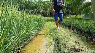 Begini Cara mudah Mikat Wak Wak Ruak-ruak Di sawah pakai Jerat racik gantung