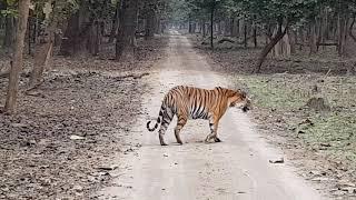 Dudhwa national park kishanpur tiger sighting