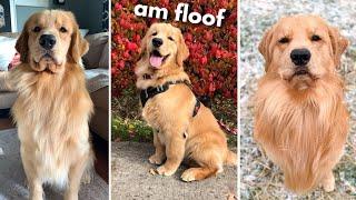 Life With a Golden Retriever  Compilation 4