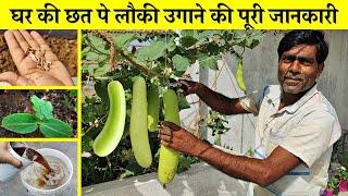 गमले में कब और कैसे उगाये लौकी का पौधा  grow Bottle Gourd ⎥ सब्जी उगाते समय किन बातों का रखे ध्यान