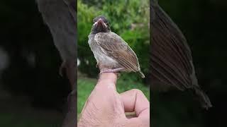 Bulbul ka Bacha Little bird vlog