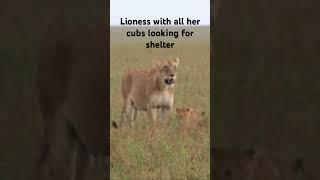 Lioness with all her cubs looking for shelter.