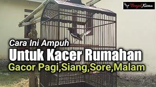 Rawatan Harian Kacer Untuk Rumahan Agar Cepat Gacor Buka Ekor - BONJOL KICAU