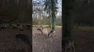Düsseldorf doğal yaşam parkı#düsseldorf #nature #deer #eat #germany #geyik #animals #wildlife