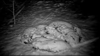 Что снится диким кабанам под снегом.