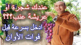 رعاية و تقليم و تسميد اشجار العنب بالربيع Caring Pruning and Fertilizing Grape Trees in Spring