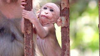Monkey  Cute Baby Fun - Bandar Bandariya ke bache ka khel - Animals Funniest Videos