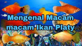 Mengenal Macam macam Ikan Platy part1