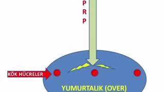 Dr. Yavuz Şimşek-Tüp bebek merkezi-PRP içindeki büyüme faktörleri