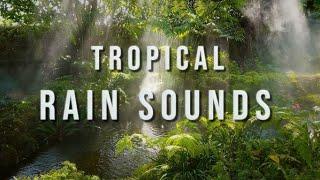 Rainforest Rain Sounds  Relaxing Nature Recording  No Ads