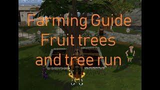 Runescape 3 Farming Fruit tree and Normal tree run Guide