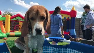 Beagle Dog Parties Ft. Louie & Marie  EPIC Compilation