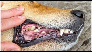 Pus in dog tooth treatment  Abscess tooth treatment