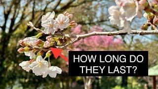 How Long do Cherry Blossoms Last in Japan