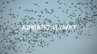 Adriatic Flyway - The Central European Route for Migratory Birds