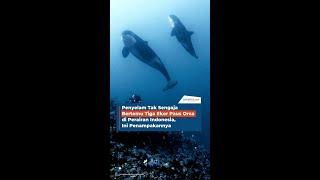Penyelam Tak Sengaja Bertemu Tiga Ekor Paus Orca di Perairan Indonesia Ini Penampakannya