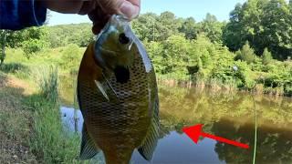 The BEST Bluegill BAIT Thats NOT Worms  SIMPLE Fishing Technique