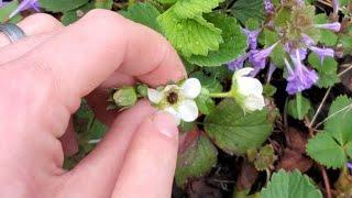 Checking Pineberries and Strawberries for Frost Damage