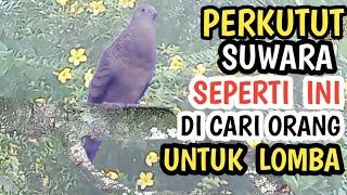 burung perkutut suwara bagus seperti ini yang di cari orang untuk lomba